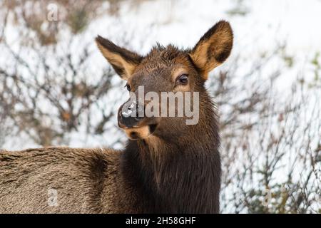 Detailliertes Gesicht des weiblichen Elchs mit Schnee auf der Nase im Winter. Schnee und Pinsel im Hintergrund. Stockfoto