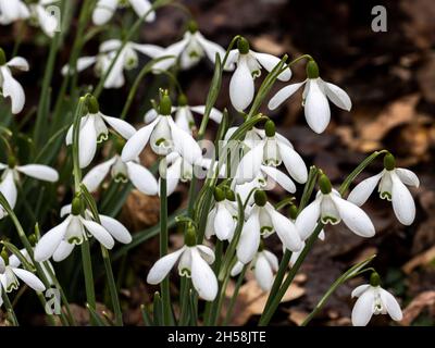 Galanthus Magnet oder Schneeglöckchen, blüht im Frühling Stockfoto
