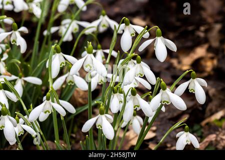 Galanthus Magnet oder Schneeglöckchen, blüht im Frühling Stockfoto