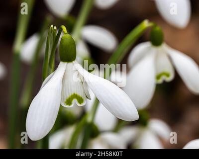 Reine weiße Galanthus-Magnet-Blüte im Winter Stockfoto
