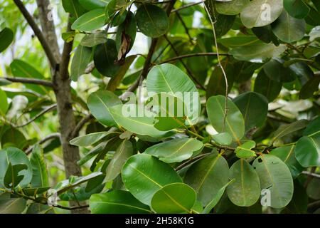 Calophyllum inophyllum (Tamanu, Mastwood, Beach calophyllum, beautyleaf, Singhala, Alexandrinischer Lorbeer, Ballbaum, Strand touriga, Borneo-Mahagoni) mit n Stockfoto