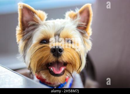 Eine schöne Schnauze eines kleinen braunen Yorkshire Terrier Hundes. Porträt eines glücklichen lächelnden jungen gesunden doggy Welpen mit offenem Mund rosa Zunge aus, whit Stockfoto