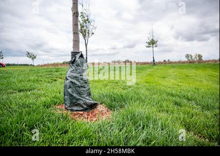 Schützender Baumwickel, der verwendet wird, um zu verhindern, dass Rinde an jungen Pflanzen beschädigt wird Stockfoto