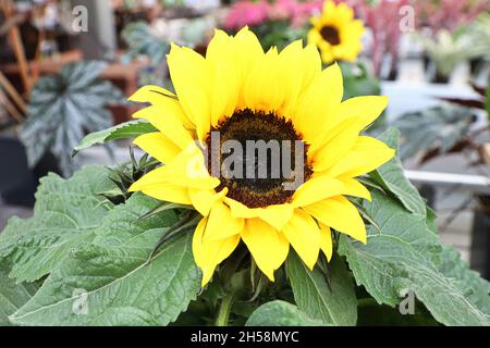 Leuchtend gelbe Sonnenblumenköpfe blühen im Herbst Stockfoto