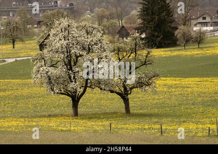 Frühlingsblüte in Walenstadt, Schweizer Alpen Stockfoto