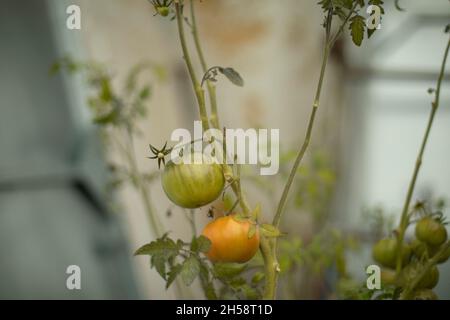 Tomaten auf einem Zweig. Unreifes Gemüse. Tomaten zu Hause anbauen. Grüne Pflanze. Die Früchte reifen im Herbst. Stockfoto