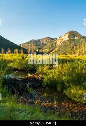 Beaver Damm am Flussufer des Salmon River, Sawtooth National Recreation Area, Idaho Stockfoto