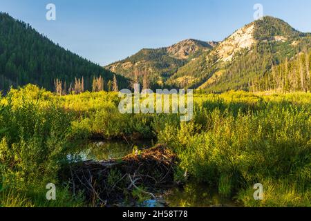 Beaver Damm am Flussufer des Salmon River, Sawtooth National Recreation Area, Idaho Stockfoto