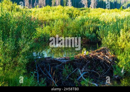 Beaver Damm am Flussufer des Salmon River, Sawtooth National Recreation Area, Idaho Stockfoto