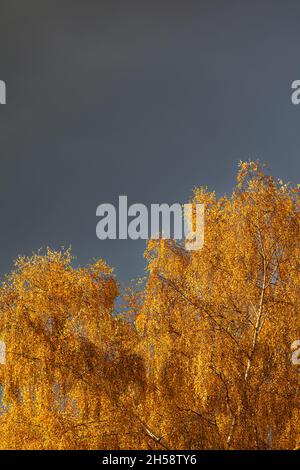 Der Herbst bricht in Steveston British Columbia Canada vor einem dunklen und bedrohlichen Himmel auf Stockfoto