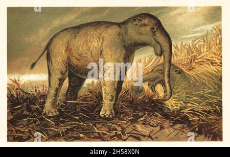 Deinotherium giganteum, großer erloschter prähistorischer Verwandter moderner Elefanten, der vom mittleren Miozän bis zum frühen Pleistozän lebte. Dinotherium giganteum Kaup. Farblich gedruckte Illustration von F. John aus Wilhelm Bolsches Tiere der Urwelt, Reichardt Cocoa Company, Hamburg, 1908. Stockfoto