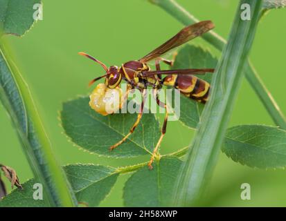 Papierwespe (Polistes bellicosus) auf grünem Hintergrund Stockfoto