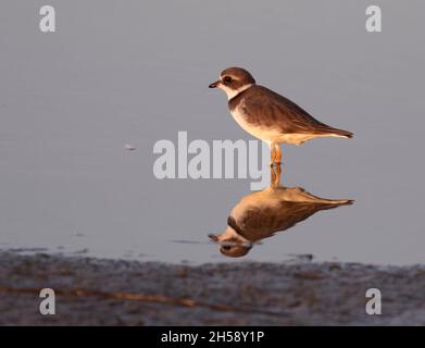 Semipalmatratenpfeifler (Charadrius semipalmatus) mit Spiegelreflexion im Ozean Stockfoto