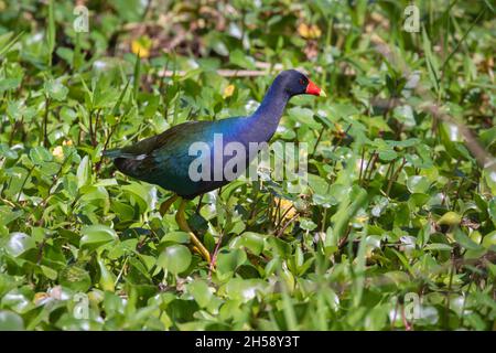 Die purpurrote Gallinule, die sich im Sumpfgebiet, Texas, USA, ernährt Stockfoto