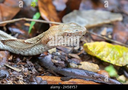 Southern Copperhead (Agkistrodon contortrix contortrix) im Brazos Bend State Park, Nahaufnahme Stockfoto