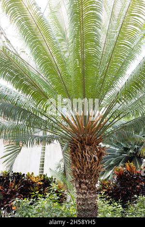 Cycas circinalis im Botanischen Garten von San Antonio in Texas. Stockfoto