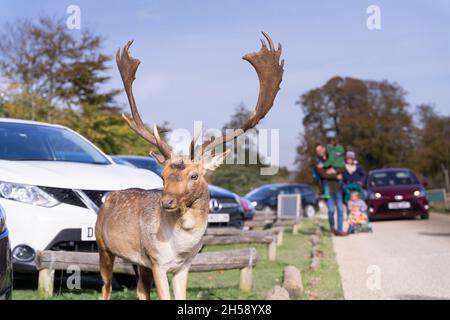 Damhirsche stehen auf und schauen am sonnigen Herbstnachmittag in Sevenoaks Weald Kent UK nach oben Stockfoto