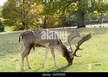 Damhirsche grasen unter sonnigen Herbstnachmittagen in Sevenoaks Weald Kent UK Stockfoto