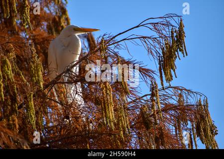 Großreiher (Ardea alba) für Erwachsene im öffentlichen Park Lago de Regatas, Buenos Aires Stockfoto