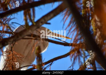 Großreiher (Ardea alba) für Erwachsene im öffentlichen Park Lago de Regatas, Buenos Aires Stockfoto