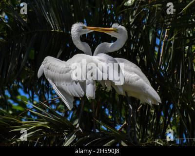 Zwei Silberreiher (Ardea alba) im öffentlichen Park Lago de Regatas, Buenos Aires Stockfoto