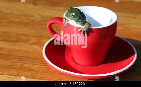 Ein wunderschöner großer australischer grüner Baumfrosch, der aus einer leuchtend roten Tasse Kaffee oder Tee klettert oder herausschaut. Stockfoto