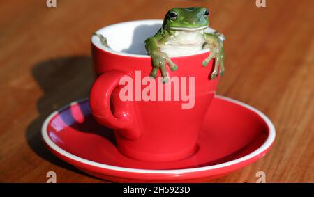 Ein wunderschöner großer australischer grüner Baumfrosch, der auf einem schönen Holztisch klettert oder aus einer leuchtend roten Kaffee- oder Teetasse herausschaut. Stockfoto