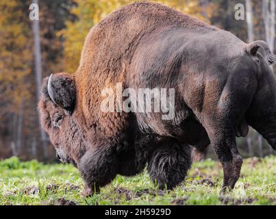 Großes Bisons-Männchen im Wald. Büffel beim Spaziergang durch den Wald. Reisefoto, keine Personen, selektiver Fokus. Stockfoto