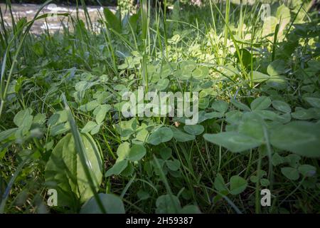 Bild von drei Kleeblättern in einem europäischen Feld. Kleeblatt oder Trefoil sind gebräuchliche Namen für Pflanzen der Gattung Trifolium, die aus etwa 300 spec. Bestehen Stockfoto