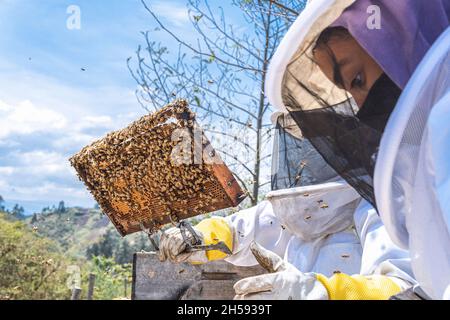 Zwei Imker überwachen einen Bienenstock mit Honig auf dem Feld Stockfoto