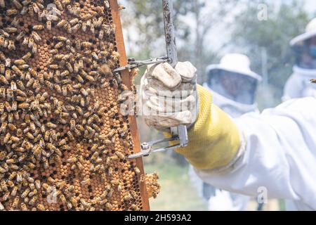 Nahaufnahme, selektiver Fokus einer Wabe, die von der Hand eines Imkers gehalten wird Stockfoto