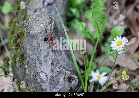 Bild von Feuerwanzen auf einem Baum. Der Feuerwanzen, Pyrrhocoris apterus, ist ein häufiges Insekt der Familie Pyrrhocoridae. Leicht erkennbar durch seinen Striki Stockfoto
