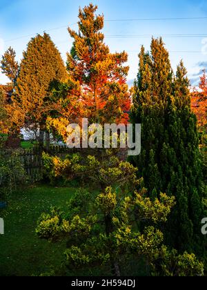 Die Herbstfarben in meinem Garten in Lancashire England. Ich habe 18 Bäume, die mein Haus das ganze Jahr über mit Interesse und Sauerstoff umgeben Stockfoto