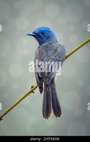 Bild eines weiblichen Schwarznaped-Monarchvogels (Hypothymis azurea) auf einem Ast. Vögel. Tier. Stockfoto