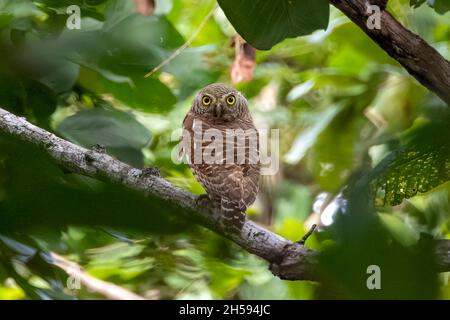 Bild eines asiatischen Sperrenkeuzens (Glaucidium cuculoides) auf dem Hintergrund der Natur. Eule. Vogel. Tiere. Stockfoto