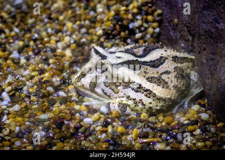 Bild von gehörnten Frosch auf Natur Hintergrund. . Tiere. Amphibien Stockfoto