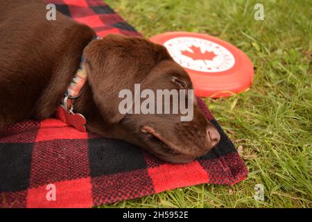 Chocolate Labrador Retriever Welpe schläft auf karierten Decke draußen mit Frisbee Stockfoto