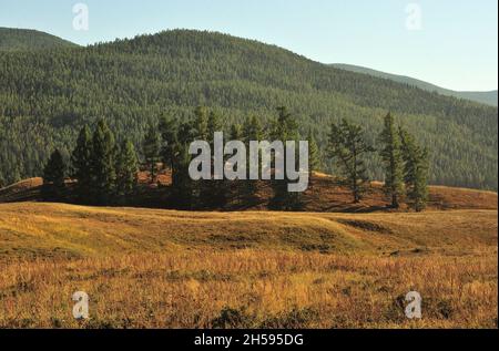 Mehrere hohe Kiefern auf der Spitze eines Hügels in der Herbststeppe, umgeben von Bergketten, die von Nadelwäldern überwuchert sind. Ulaganskoe-Hochebene, Altai Stockfoto