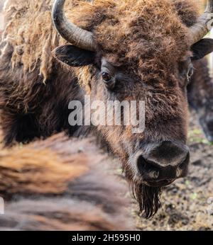 Bison schaut auf die Kamera. Weibliche Bison auf dem Feld. Reisefoto, selektiver Fokus, keine Menschen. Stockfoto