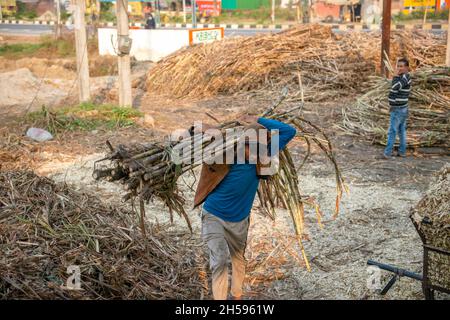 Roorkee, Indien. November 2021. Ein Arbeiter transportiert Zuckerrohrbündel in der Produktionseinheit von Jaggery im unteren Teil von Roorkee.die Herstellung von Zuckerrohrsaft ist in vielen Teilen Indiens eine traditionelle ländliche Industrie. Mehr als 70 % der weltweiten Produktion von Jaggery werden von Indien produziert. Kredit: SOPA Images Limited/Alamy Live Nachrichten Stockfoto