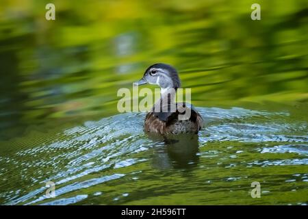 Wood Duck (Aix sponsa) Weibchen, paddelnd in einem Bach in der sommerlichen Morgensonne. Stockfoto