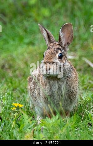 Ein östlicher Cottontail-Hase (Sylvilagus floridanus), der für ein sonniges Frühlingsporträt posiert. Stockfoto