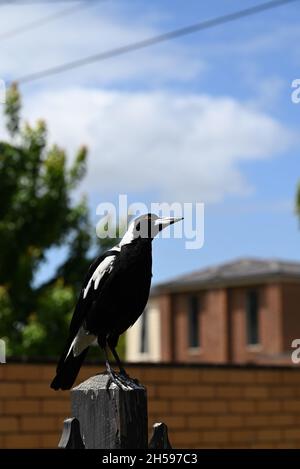 Porträt einer australischen Elster auf einem hölzernen Zaunpfosten, mit dem Kopf zur Seite geneigt, während er in Richtung Himmel blickt und das Auge glänzt Stockfoto