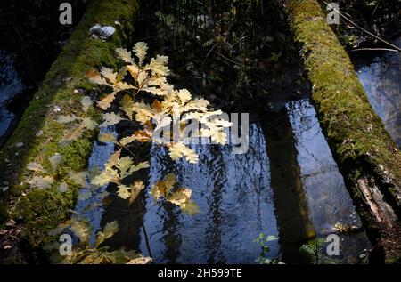 Vergilbte Zweige einer jungen Eiche in einem Herbstwald mit einem Bach und umgestürzten Bäumen, die mit Moos bedeckt sind Stockfoto