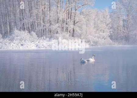 Erstaunliche Winterlandschaft mit einem schönen See, Schnee, Eis und ein paar Schwäne auf dem Wasser vor dem Hintergrund eines blauen Himmels und weißen Bäumen in h Stockfoto