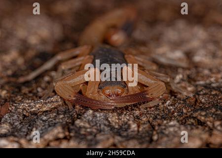 Erwachsene weibliche brasilianische gelbe Skorpion der Art Tityus serrulatus Stockfoto