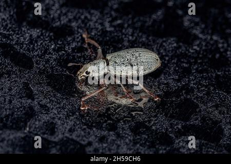 Adulter Breitnasenweevil der Unterfamilie Entiminae Stockfoto