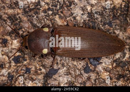 Adult Fire Click Käfer der Gattung Pyrophorus Stockfoto