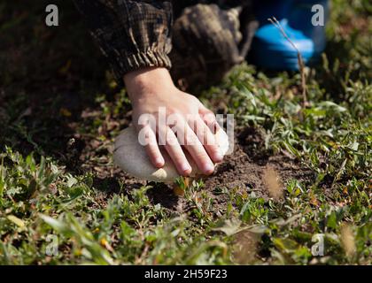 Beschnittenes Bild von Knabenhand, die an sonnigen Tagen Champignon-Pilze auf grünem Rasen berührt Stockfoto