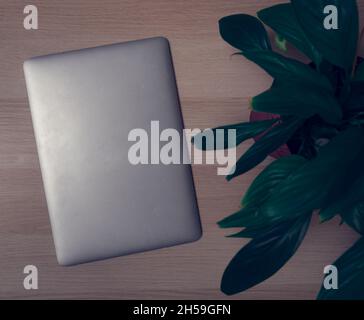 Geschlossener silberfarbener Laptop und grüne Pflanze auf dem Tisch Stockfoto